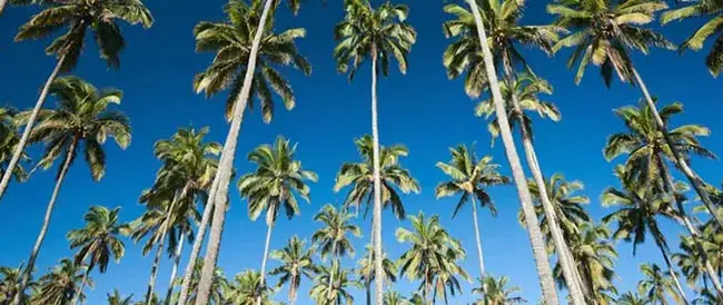 Coconut Island, Queensland, Australia : 澳大利亚昆士兰州椰子岛