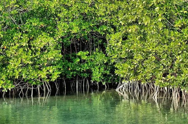 Mangrove Cay, Bahamas : 巴哈马红树林岛