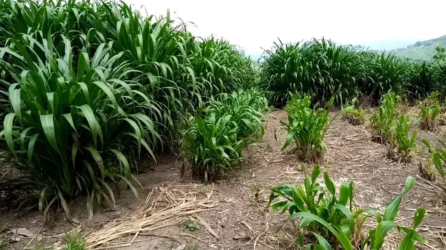 Pasto, Colombia : 哥伦比亚帕斯托