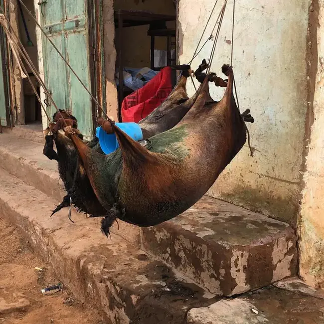 Tidjikja, Mauritania : 毛里塔尼亚Tidjikja