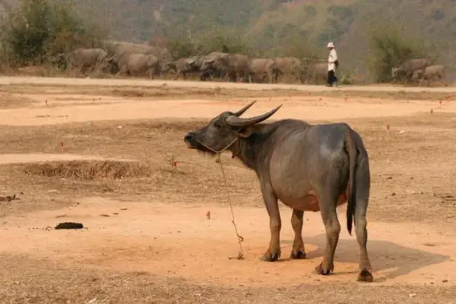 Kengtung, Burma ( Myanmar) : 缅甸Kengtung（缅甸）