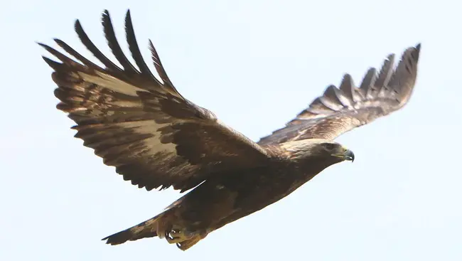 Eagle, Alaska USA : 美国阿拉斯加州鹰