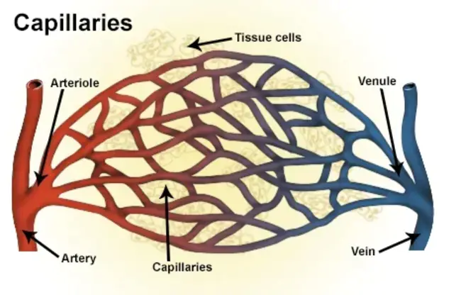 Capillary Zone Electrophoresis : 毛细管区带电泳