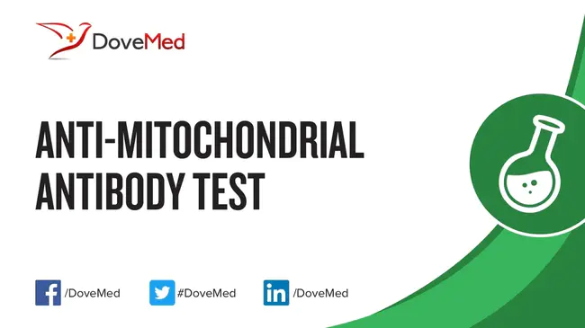 Anti-Mitochondrial Antibody : 抗线粒体抗体