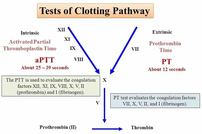 Activated Partial Thromboplastin Time : 活化部分凝血活酶时间