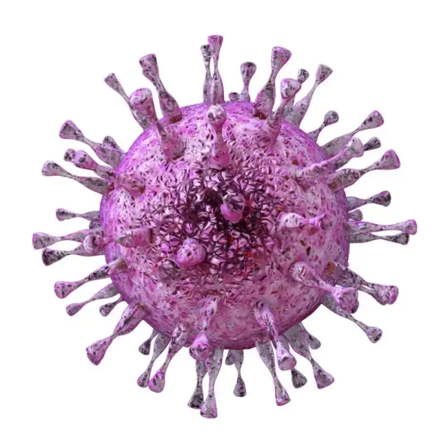 CytoMegaloVirus : 巨细胞病毒