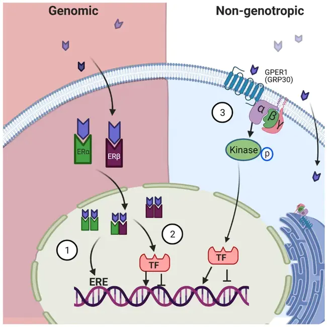 Estrogen receptor : 雌激素受体