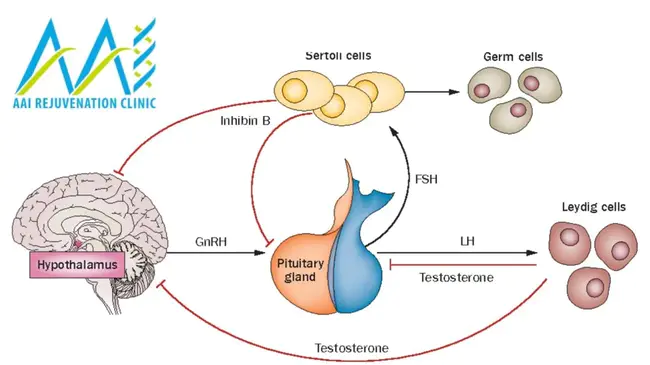 Follicle-Stimulating Hormone : 促卵泡激素