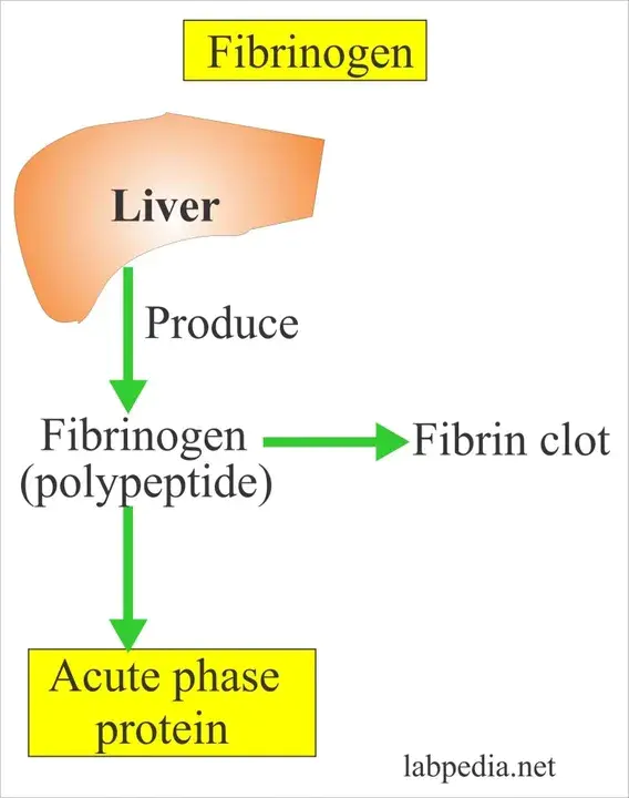 Fibrinogen uptake test : 纤维蛋白原摄取试验