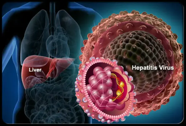 Hepatitis B virus : 乙型肝炎病毒