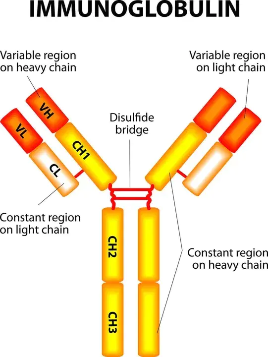 ImmunoGlobulin : 免疫球蛋白