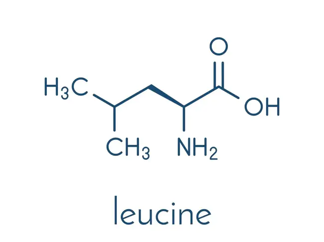 Leucine AminoPeptidase : 亮氨酸氨基肽酶