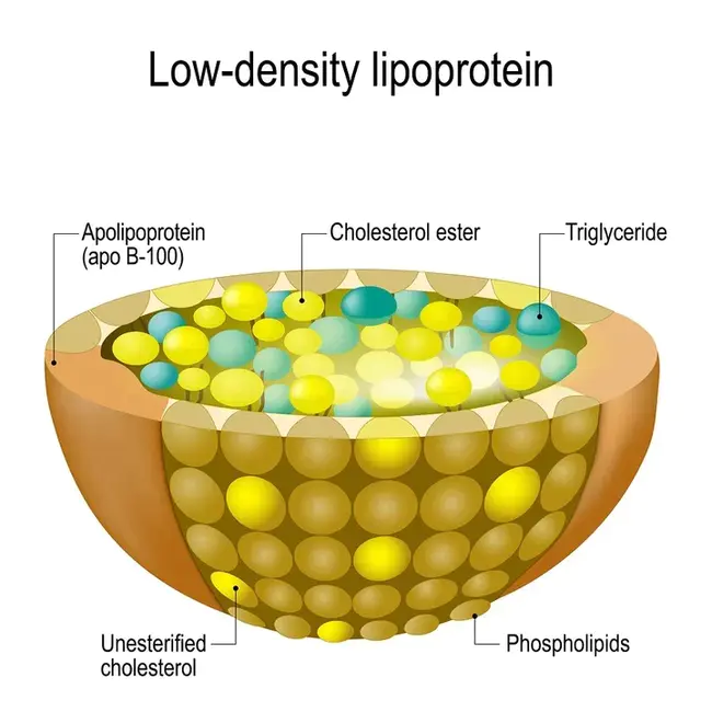 Low-Density Lipoprotein (Cholesterol) : 低密度脂蛋白（胆固醇）