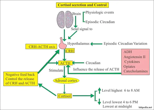 17-HydroxyCorticoSteroid : 17-羟基皮质类固醇