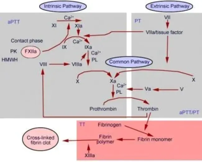 Prothrombin time : 凝血酶原时间