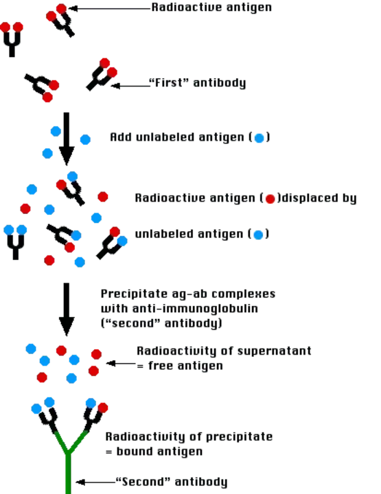 RadioImmunoAssay : 放射免疫分析