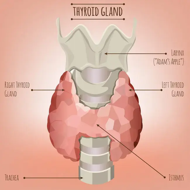Thyroid Binding Globulin : 甲状腺结合球蛋白