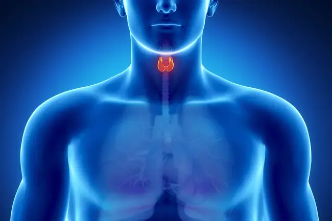 Thyroid Stimulating Hormone : 促甲状腺激素