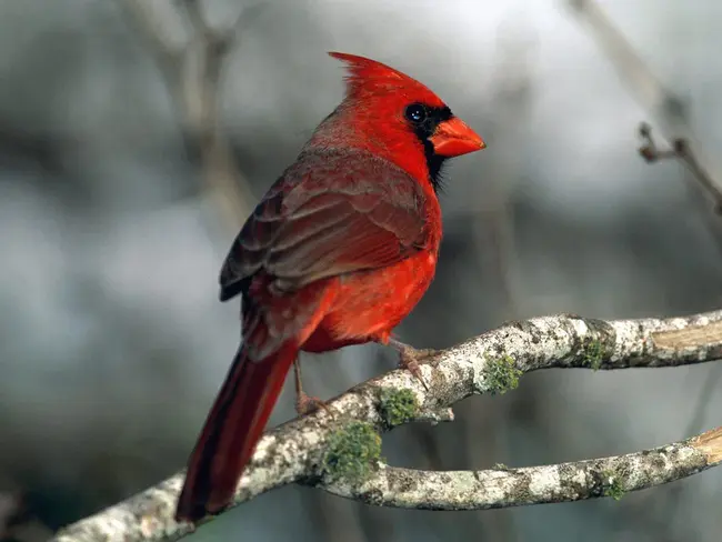 Cardinal Health, Inc. : 红衣主教健康公司