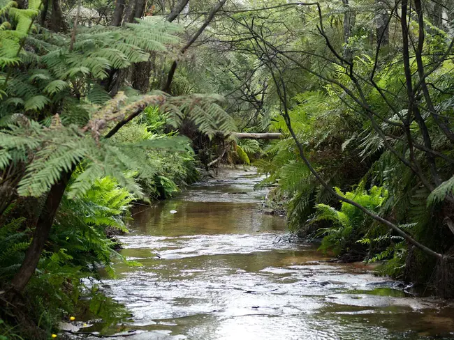 Creek : 小溪