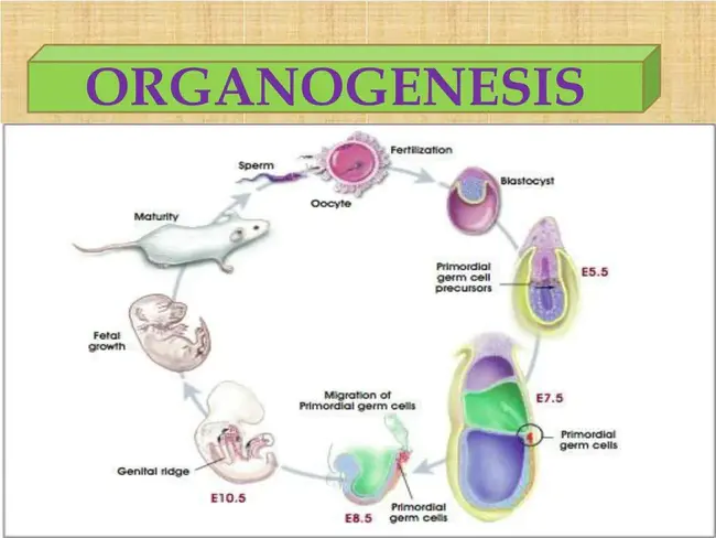 Organogenesis, Incorporated : 器官发生，合并