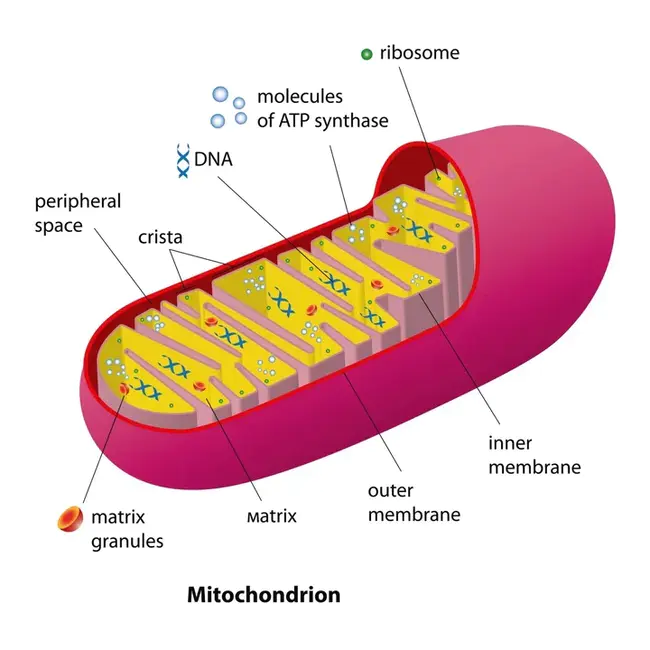 MItochondrial Creatine Kinase : 线粒体肌酸激酶