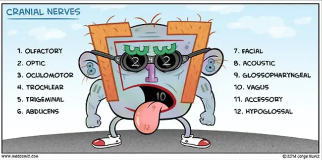 Cranial Nerve : 颅神经