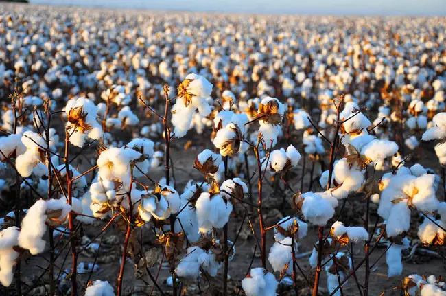 Cotton : 棉花