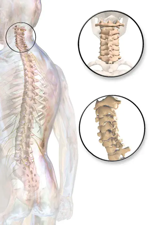 Cervical Spine : 颈椎