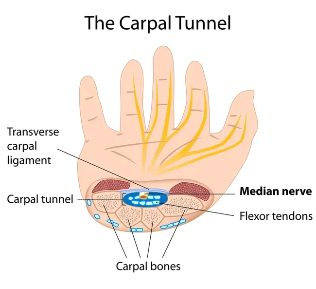 Carpal Tunnel : 腕隧道