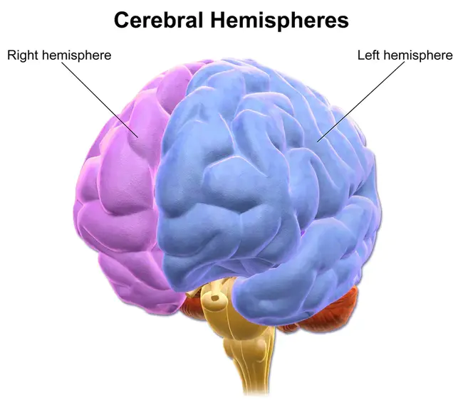 Cerebral Thrombosis : 脑血栓形成