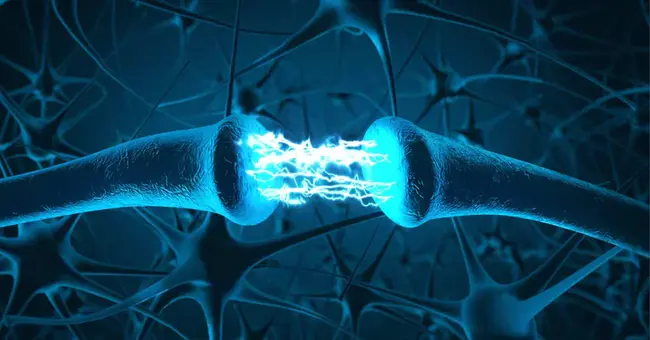 NeuroMuscular : 神经肌肉的