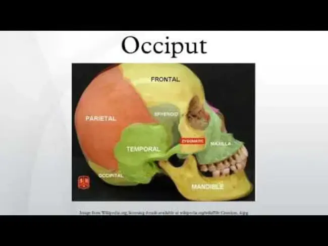 Occiput Posterior : 枕后