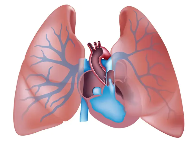 Pulmonary Artery : 肺动脉