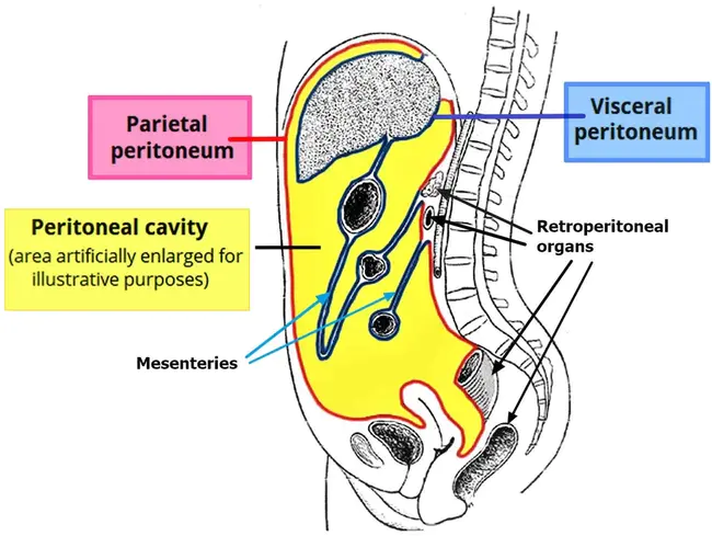 Peritoneal Dialysis : 腹膜透析