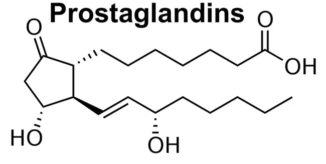 Prostaglandin : 前列腺素