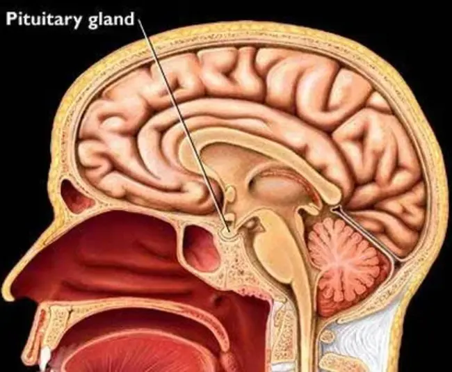 Pituitary Growth Hormone : 垂体生长激素