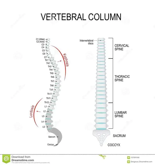 Cervical, Thoracic, Lumbar : 颈椎、胸椎、腰椎