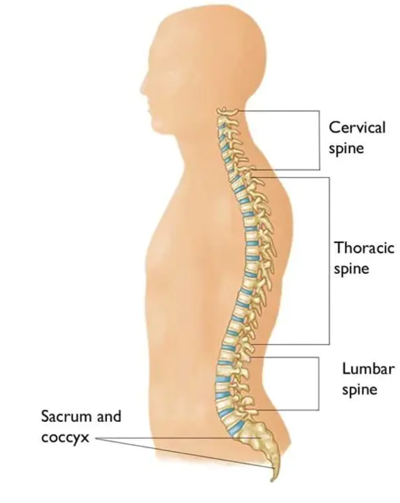 Cervical Vertebra : 颈椎