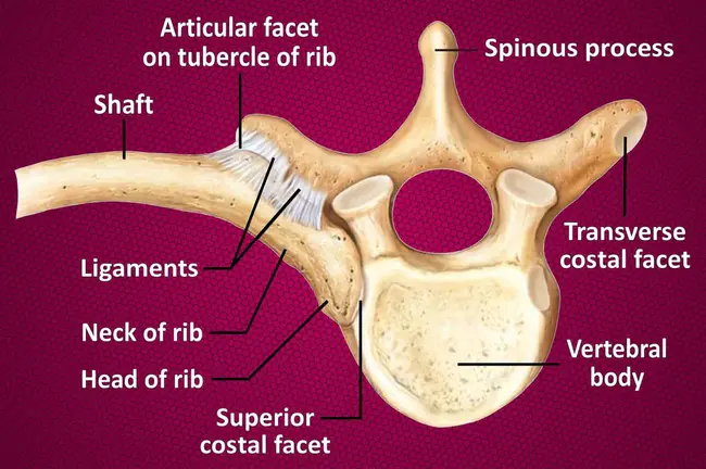 CostoVertebral Angle : 肋代数角