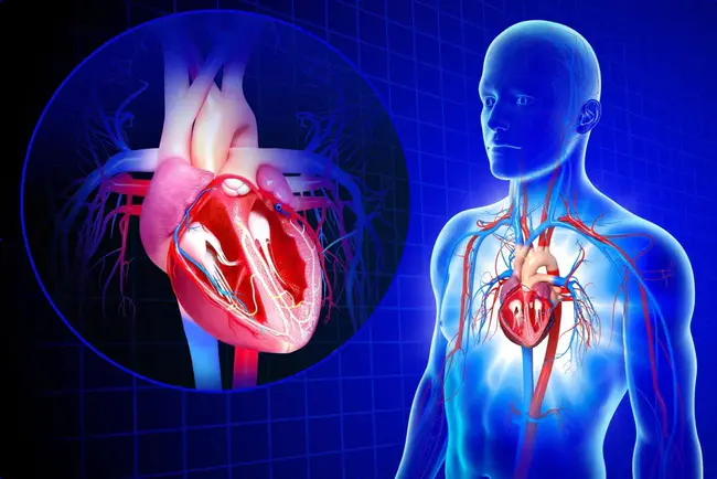 Cardiovascular System : 心血管系统