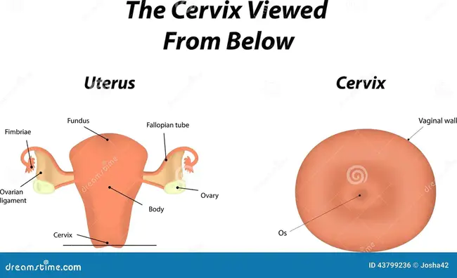 Cervix : 子宫颈