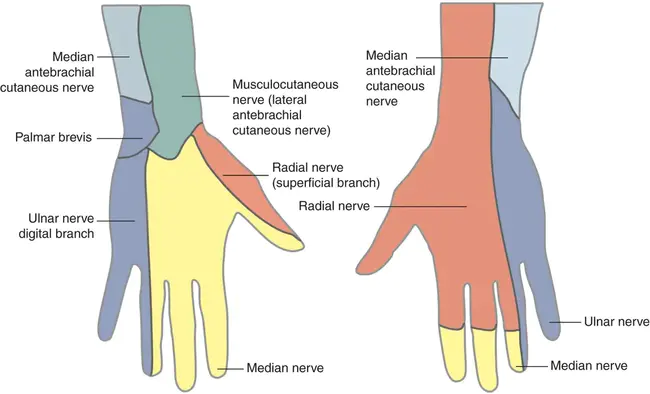 Dorsal Nerve Root : 背神经根