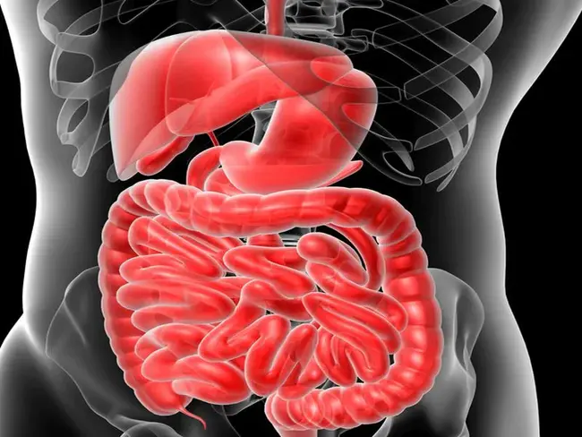 Esophageal gastric tube airway : 食管胃管气道