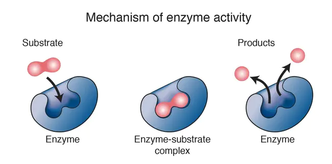 Enzymes : 酶