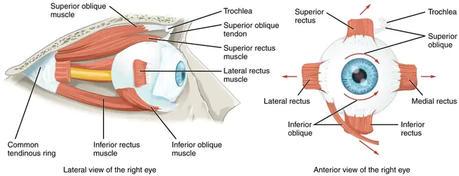 Extraocular Movements Intact : 眼外运动完好