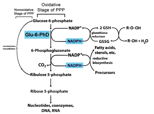 Glucose-6-phosphate-dehydrogenase : 葡萄糖-6-磷酸脱氢酶