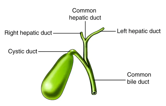 GallBladder : 胆囊