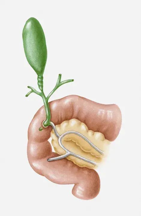 GallBladder Disease : 胆囊疾病