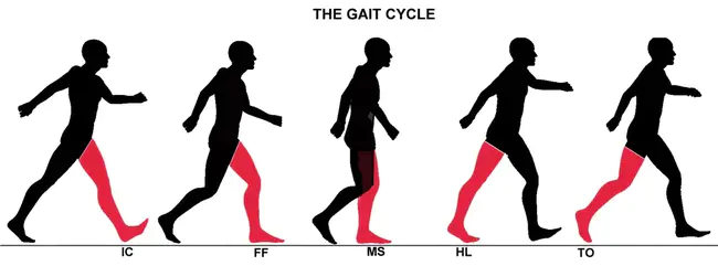 Gait Training : 步态训练